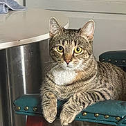 Whisper is registered to the contest to win money with this photo: cat, close_up, curious, cushion, domestic_animal, ears, feline, furniture, home, household, indoor, looking_at_camera, paws, pet, relaxed, stool, striped_fur, tabby_cat, whiskers, yellow_eyes
