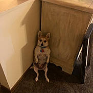 Arlie is registered to the contest to win money with this photo: dog, small_dog, indoor, carpet, corner, wall, furniture, pet, animal, brown_dog, sitting, ears_up, collar, tag, shadow, floor, wood_trim, curious, cute, companion