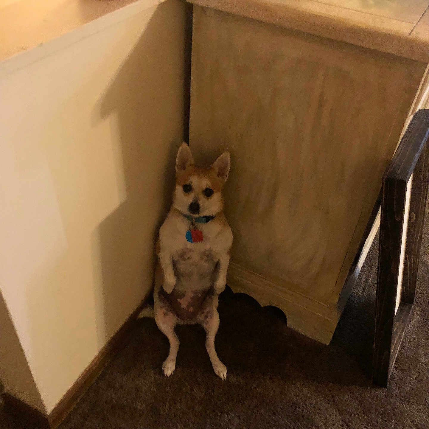 Arlie is registered to the contest to win money with this photo: animal, brown_dog, carpet, collar, companion, corner, curious, cute, dog, ears_up, floor, furniture, indoor, pet, shadow, sitting, small_dog, tag, wall, wood_trim