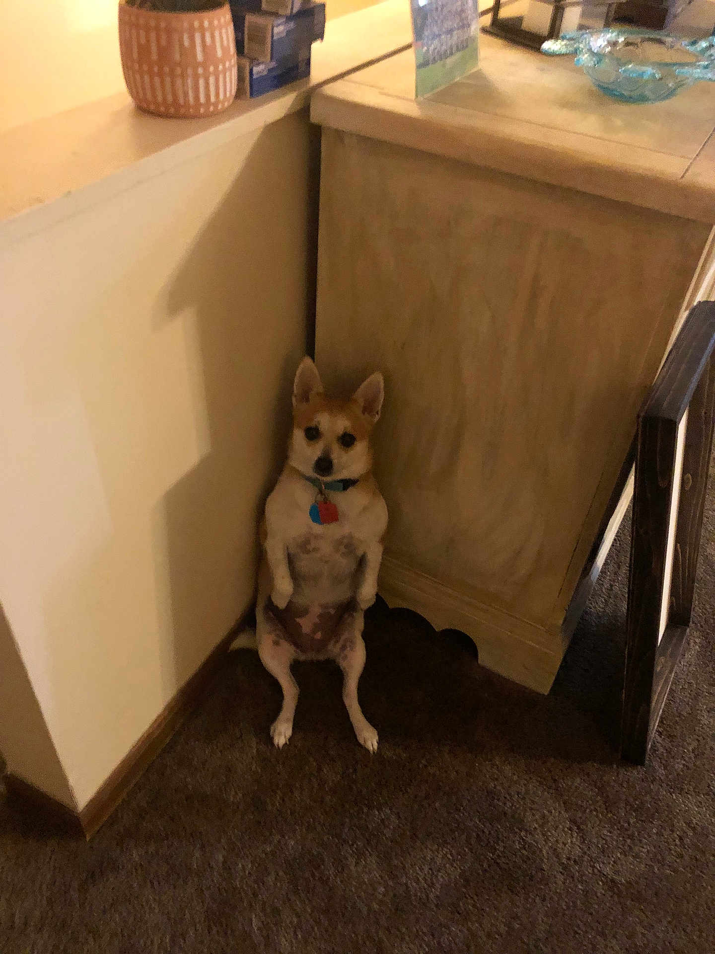 Arlie is registered to the contest to win money with this photo: dog, small_dog, indoor, carpet, corner, wall, furniture, pet, animal, brown_dog, sitting, ears_up, collar, tag, shadow, floor, wood_trim, curious, cute, companion
