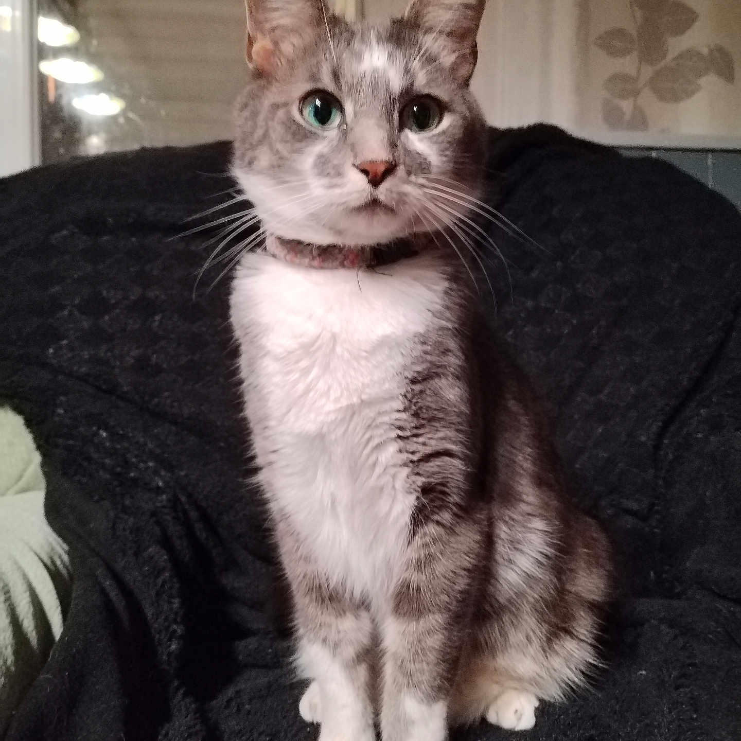 Oreo participe au concours pour gagner de l'argent avec cette photo : abyssinian, angora, animal, armchair, blanket, bodypart, cat, chair, couch, furniture, homedecor, kitten, linen, manx, mouth, person, pet, siamese