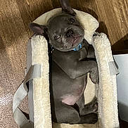 Gucci is registered to the contest to win money with this photo: puppy, dog, pet_carrier, wooden_floor, gray_dog, sleepy, cozy, indoor, fur, cute, small_dog, collar, resting, animal, canine, domestic_animal, pet, lying_down, adorable, soft