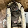 puppy, dog, pet_carrier, wooden_floor, gray_dog, sleepy, cozy, indoor, fur, cute, small_dog, collar, resting, animal, canine, domestic_animal, pet, lying_down, adorable, soft