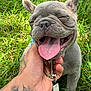 dog, puppy, french_bulldog, tongue_out, happy, grass, outdoor, pet, animal, hand, tattoo, leash, close_up, smiling, young_dog, canine, playful, cute, tongue, person
