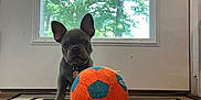 Gucci joined the competition — help win amazing prizes! animal, ball, collar, curious, cute, dog, door, floor, french_bulldog, greenery, indoor, mat, pet, playful, puppy, small, tile_floor, toy, tree, window