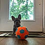 Gucci joined the competition — help win amazing prizes! puppy, dog, french_bulldog, toy, ball, indoor, door, window, floor, tile_floor, mat, greenery, tree, pet, animal, cute, small, curious, playful, collar