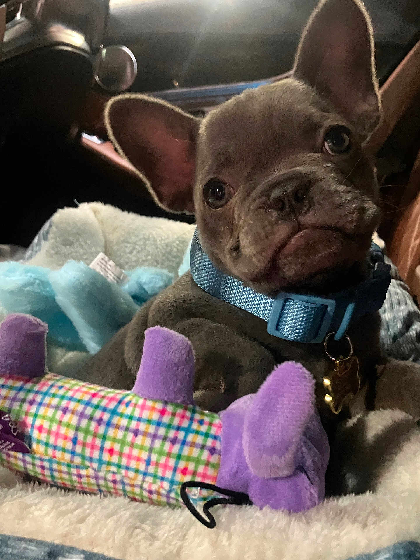 Gucci is registered to the contest to win money with this photo: puppy, dog, french_bulldog, blue_collar, plush_toy, blanket, soft_texture, indoor, pet, cute, animal, young_dog, closeup, brown_fur, small_dog, resting, cozy, toy, pet_accessory, portrait