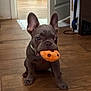 animal, brown_floor, cookie_toy, curious, cute, dog, doorway, ears_up, french_bulldog, household, indoor, mischievous, mouth_holding, pet, plush_toy, puppy, sitting, small_dog, toy, wooden_floor