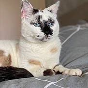 Léna participe au concours pour gagner de l'argent avec cette photo : cat, blue_eyes, white_fur, black_markings, lying_down, bed, blanket, indoor, pet, feline, resting, close_up, animal, soft_light, relaxed, whiskers, ears, paw, tail, fur