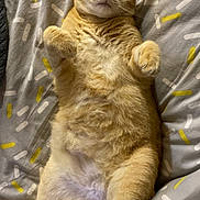 Ulzia a rejoint le concours — aidez-le/la à gagner de superbes lots ! animal, bed, blanket, cat, cozy, cute, domestic_cat, feline, fur, indoor, lying_down, orange_tabby, paws, pet, relaxed, resting, sleepy, soft, tabby, whiskers