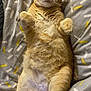 animal, bed, blanket, cat, cozy, cute, domestic_cat, feline, fur, indoor, lying_down, orange_tabby, paws, pet, relaxed, resting, sleepy, soft, tabby, whiskers