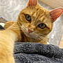animal, blanket, cat, closeup, curious, cute, ears, eyes, feline, ginger_cat, home, indoor, looking, nose, orange_fur, paw, pet, soft, texture, whiskers