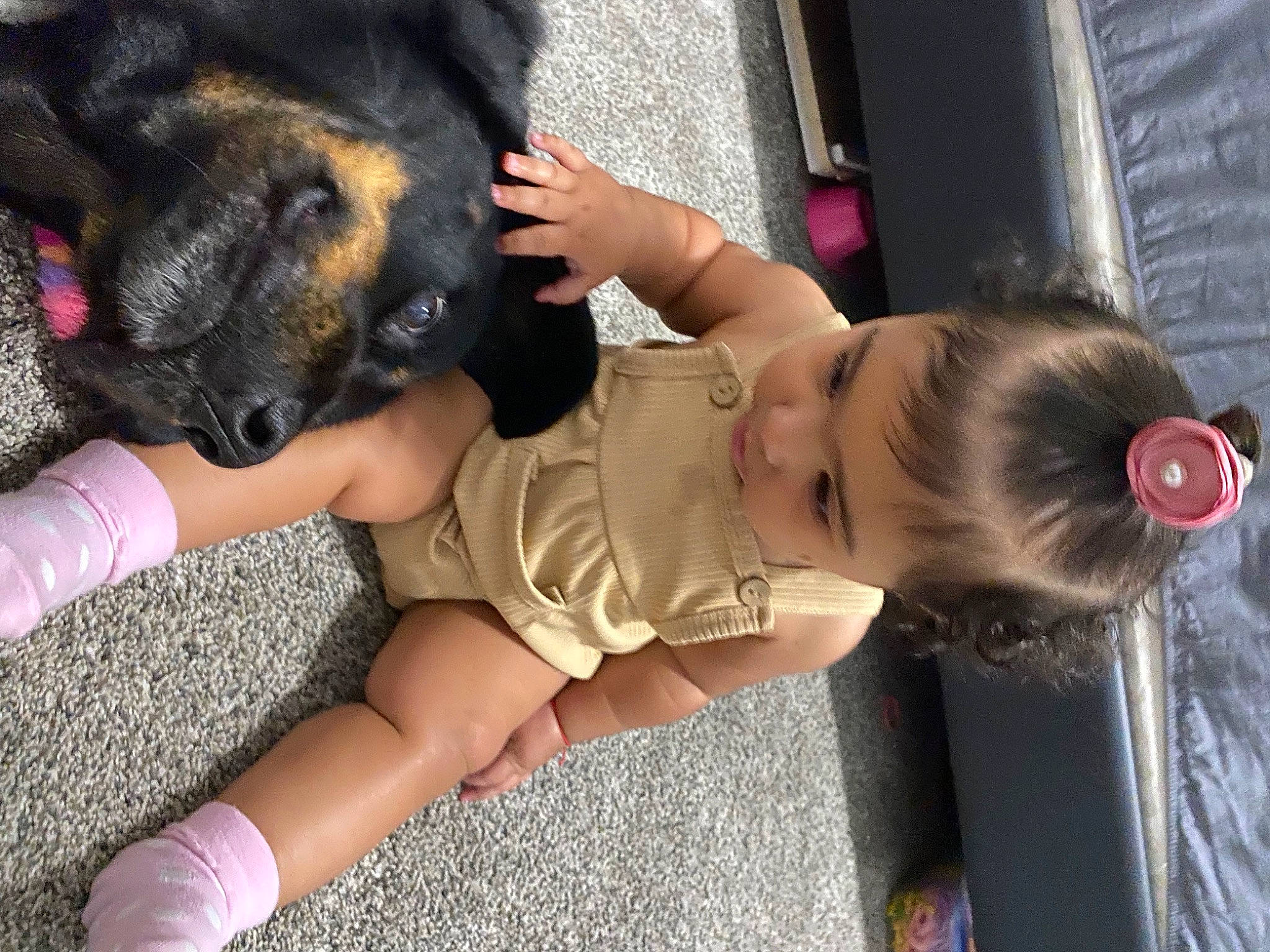 Zailynn joined the competition — help win amazing prizes! abdomen, baby, black_hair, carnivore, chest, companion_dog, dog, dog_breed, fawn, foot, fun, human_leg, joint, knee, leg, paw, person, thigh, toddler, toy_dog