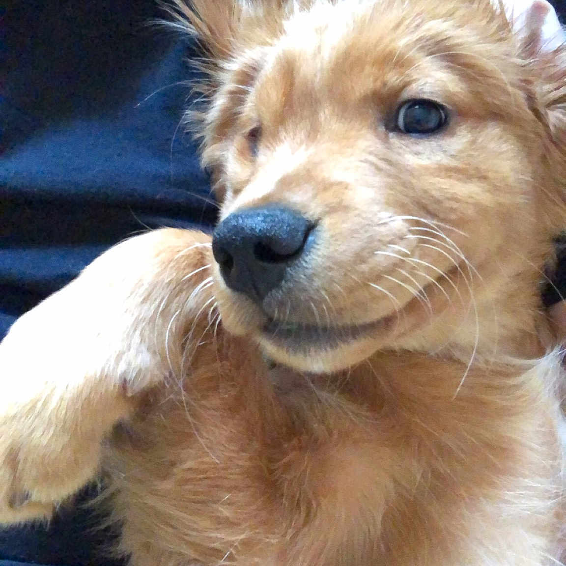 Mr. Moose is registered to the contest to win money with this photo: canidae, carnivore, cocker_spaniel, companion_dog, dog, dog_breed, fawn, golden_retriever, mammal, puppy, rare_breed_dog, small_greek_domestic_dog, snout, spaniel, sporting_group, vertebrate, whiskers