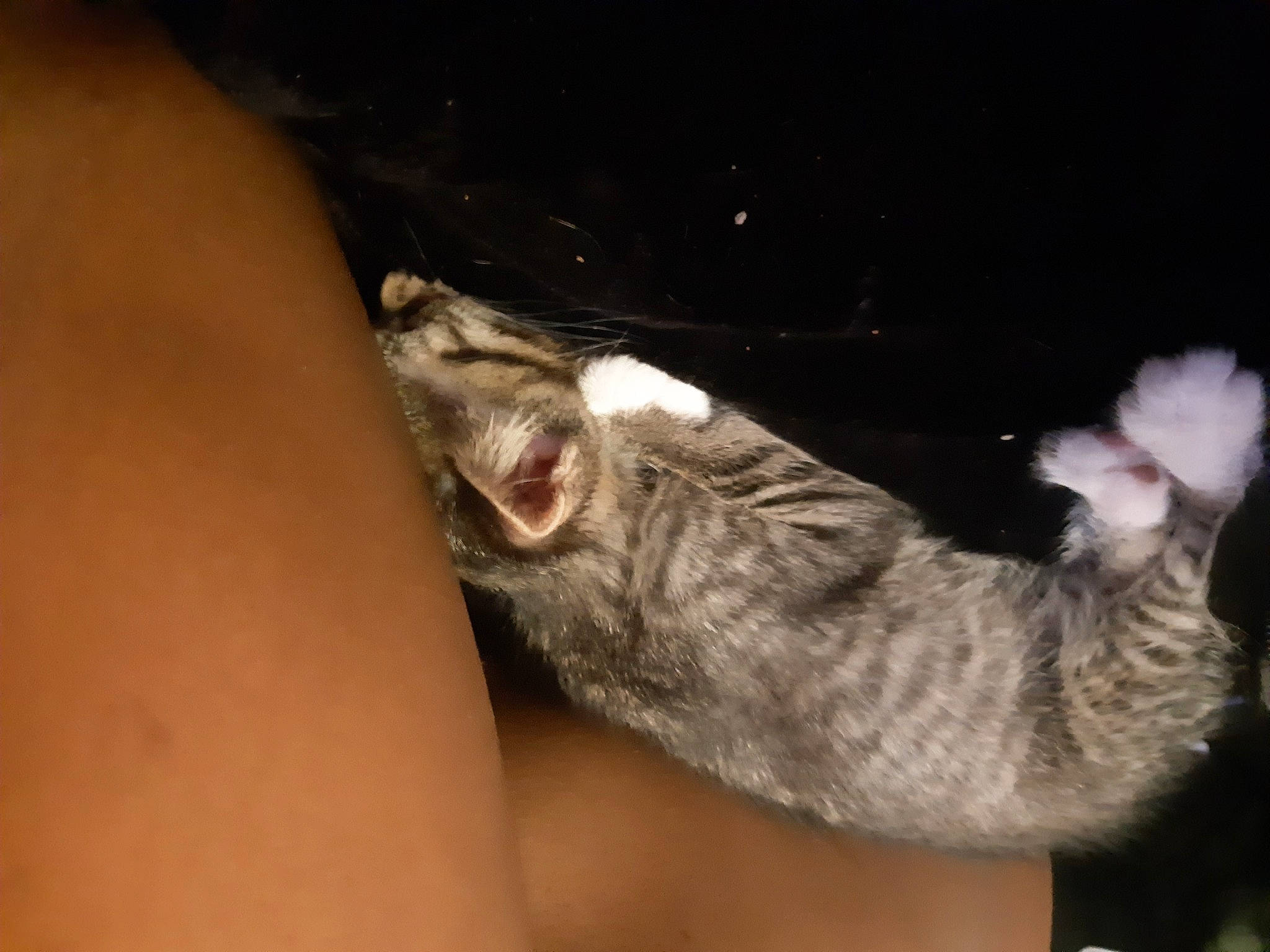 Gizmo joined the competition — help win amazing prizes! canidae, carnivore, cat, claw, darkness, dog_breed, domestic_short_haired_cat, elbow, fawn, felidae, fur, gesture, human_leg, paw, small_to_medium_sized_cats, snout, sporting_group, tail, whiskers, wildlife