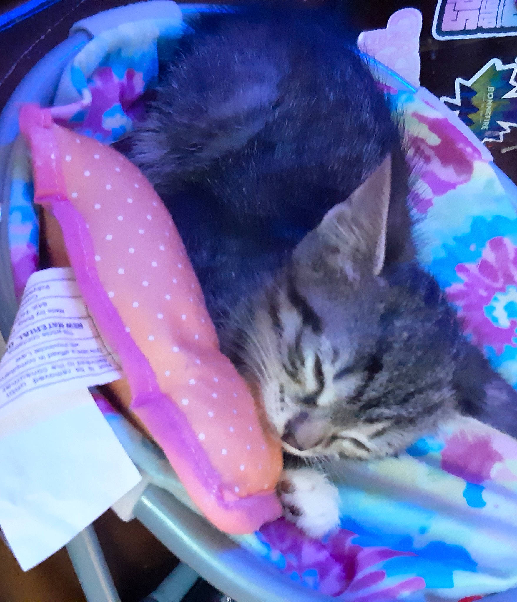 Gizmo is registered to the contest to win money with this photo: blue, carnivore, cat, cat_supply, comfort, domestic_short_haired_cat, felidae, fur, lap, linens, magenta, pink, plant, purple, small_to_medium_sized_cats, snapshot, tail, textile, tie, whiskers