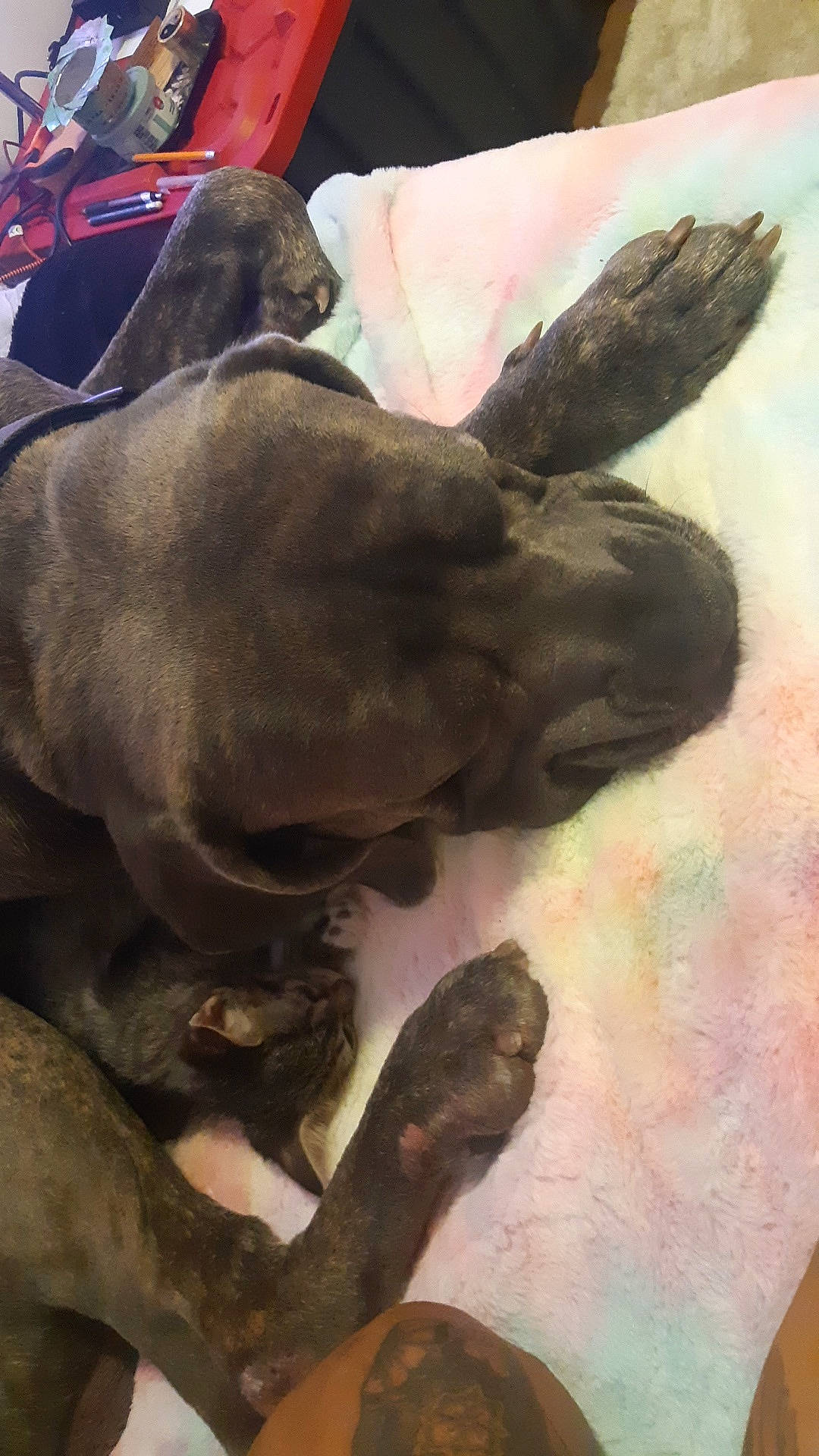 Gizmo is registered to the contest to win money with this photo: art, canidae, dog_breed, drawing, fawn, fur, gesture, guard_dog, illustration, linens, paint, painting, petal, snout, tail, visual_arts, working_animal, wrinkle