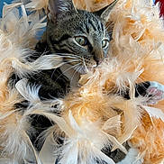 Shakti a rejoint le concours — aidez-le/la à gagner de superbes lots ! cat, tabby, feline, feathers, fluffy, whiskers, eyes, ears, fur, close_up, portrait, animal, pet, playful, curious, cream_color, white, black, indoor, textured