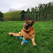 Shiloh a rejoint le concours — aidez-le/la à gagner de superbes lots ! dog, german_shepherd, canine, portrait, brown_fur, grass, lawn, toy, blue_toy, head_tilt, ears, paw, outdoor, hedge, fence, playful, pet, sitting, green, nature
