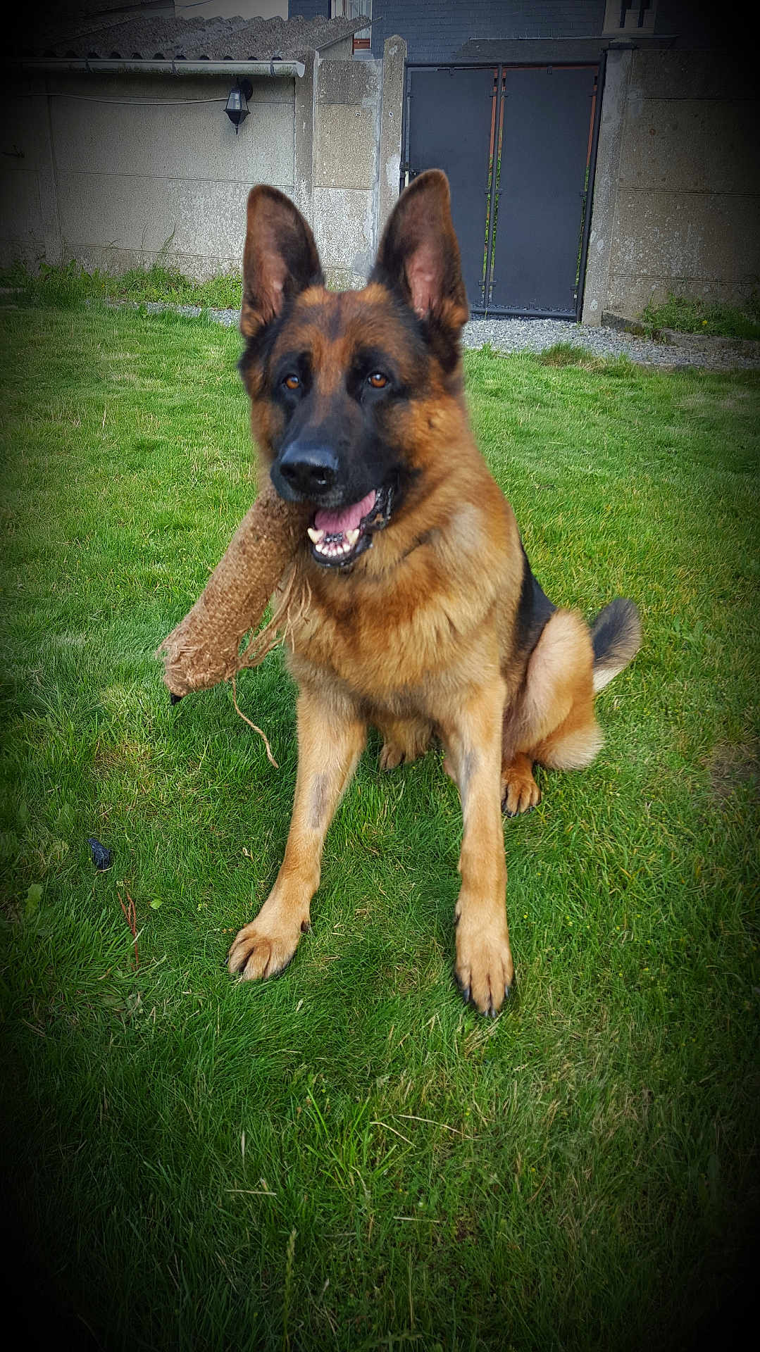 Shiloh participe au concours pour gagner de l'argent avec cette photo : dog, german_shepherd, canine, pet, outdoor, grass, lawn, toy, chewing, sitting, ears, paws, fur, tongue_out, mouth_open, happy, backyard, fence, gate, portrait