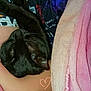 animal, arm, black_cat, blanket, casual_clothing, cat, close_up, comfort, cozy, facial_hair, indoor, person, pet, pink_blanket, purple_shirt, resting, shirt, sleeping, snuggling, warmth