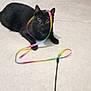 animal, background, black_cat, cat, close_up, colorful, cord, curious, domestic, entangled, eyes, feline, floor, household, indoor, lying_down, pet, playful, ribbon, toy