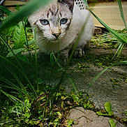 Angel is registered to the contest to win money with this photo: cat, blue_eyes, animal, pet, outdoor, greenery, grass, plants, curious, crouching, concrete, nature, closeup, whiskers, feline, young_cat, garden, leaves, ears, wildlife