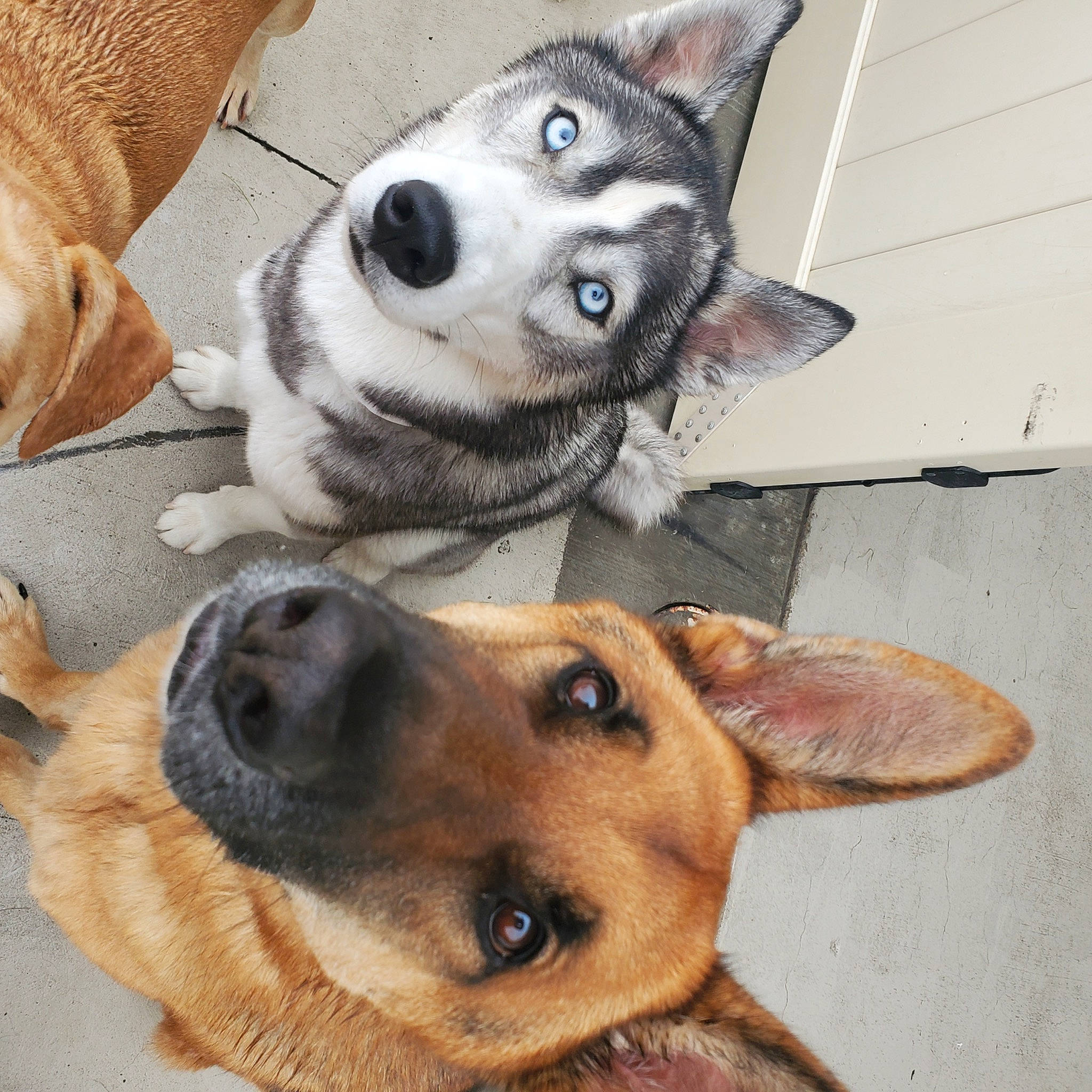 Luka Blue joined the competition — help win amazing prizes! canidae, carnivore, collar, comfort, companion_dog, dog, dog_breed, dog_supply, ear, fawn, fur, jaw, mammal, nose, paw, snout, sporting_group, vertebrate, whiskers, working_animal