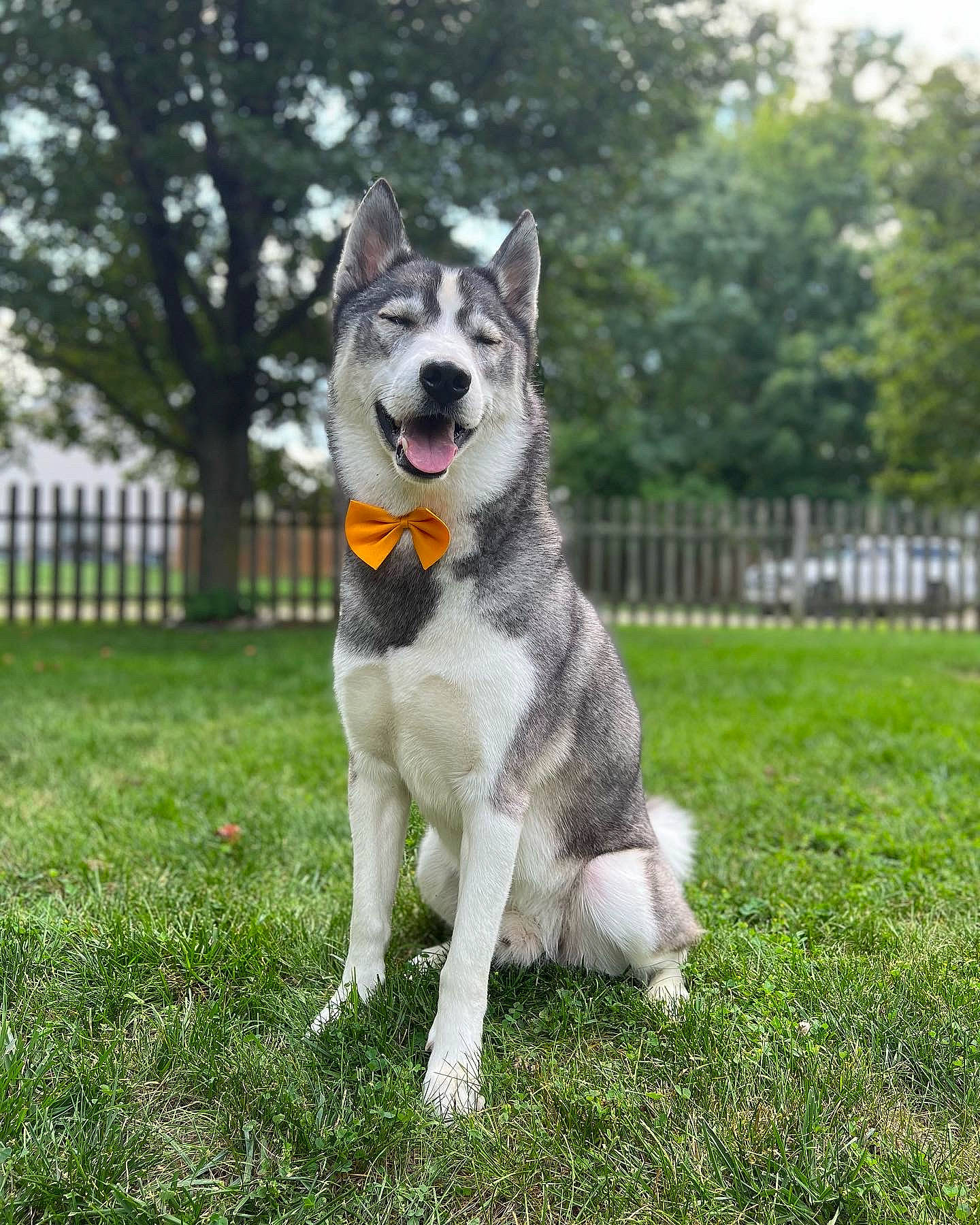 Luka Blue joined the competition — help win amazing prizes! ancient_dog_breeds, canidae, carnivore, collar, companion_dog, dog, dog_breed, fence, grass, home_fencing, plant, siberian_husky, sled_dog, snout, sporting_group, tail, terrestrial_animal, tree, working_animal, working_dog