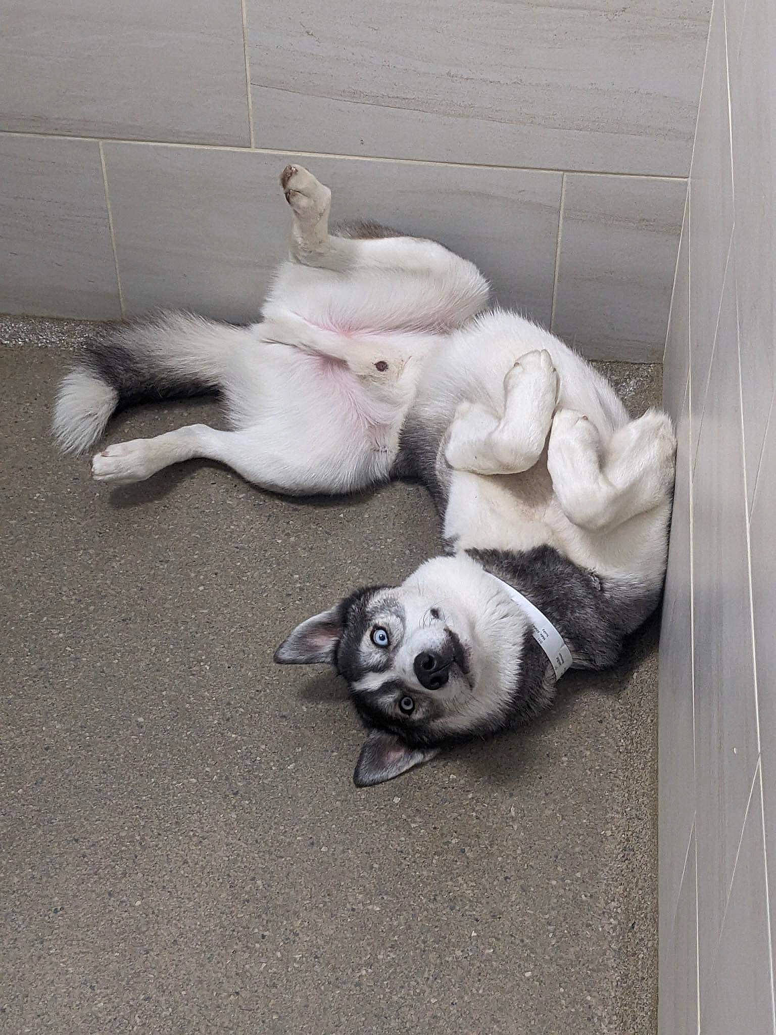 Luka Blue is registered to the contest to win money with this photo: art, canidae, carnivore, comfort, companion_dog, dog, dog_breed, dog_supply, fawn, flooring, fur, grey, non_sporting_group, paw, pet_supply, snout, sporting_group, tail, terrestrial_animal, working_animal