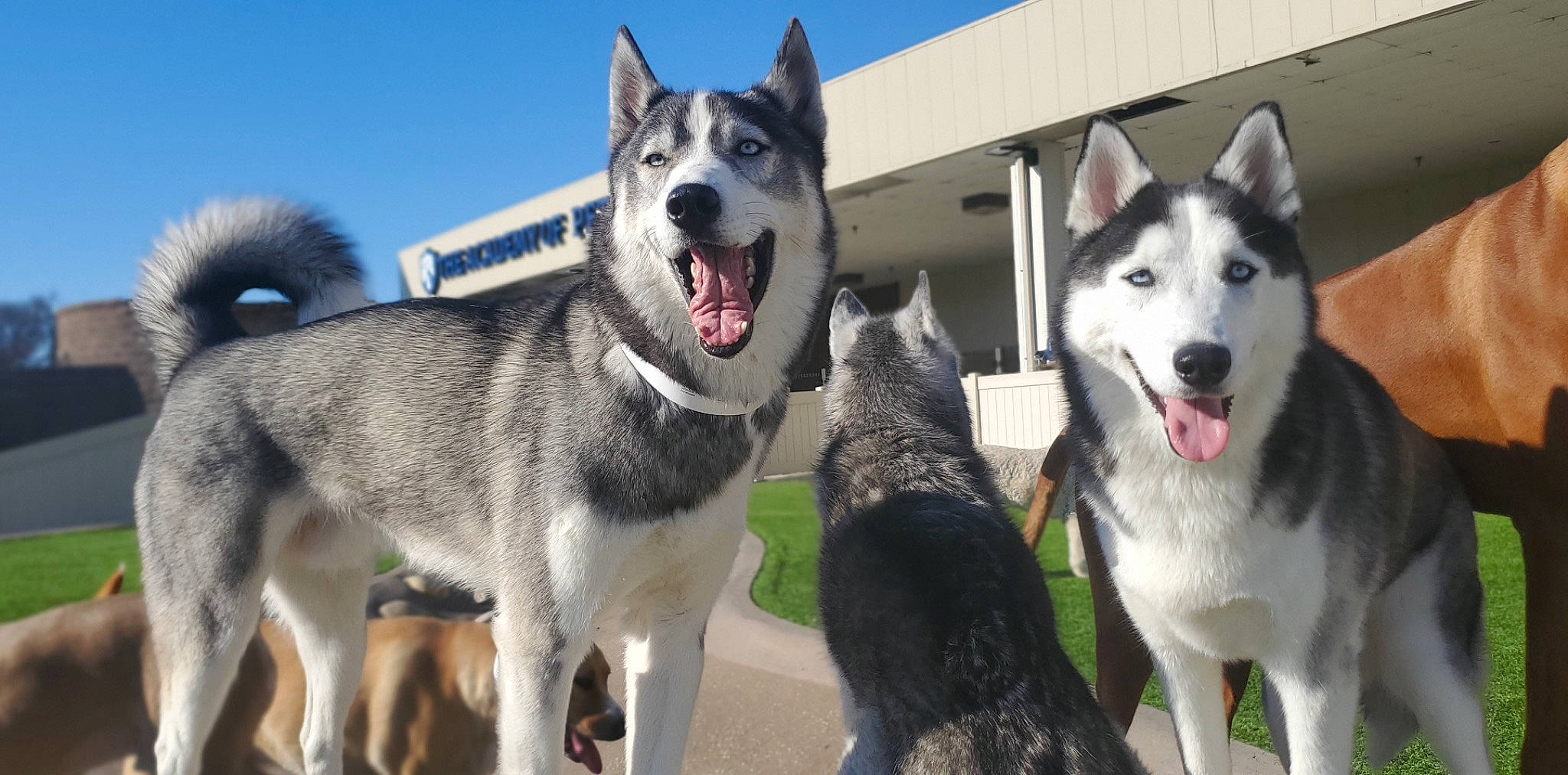 Luka Blue is registered to the contest to win money with this photo: ancient_dog_breeds, canidae, carnivore, collar, dog, dog_breed, fur, mammal, non_sporting_group, recreation, siberian_husky, sky, sled_dog, smile, snout, sporting_group, working_animal, working_dog