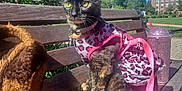 Honey Bunches is registered to the contest to win money with this photo: cat, tortoiseshell_cat, bench, outdoor, daylight, blue_sky, trees, building, pink, leopard_print, clothing, pet, animal, furry, sitting, plush_toy, drink_tumbler, collar, leash, park