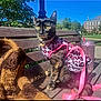 cat, tortoiseshell_cat, bench, outdoor, daylight, blue_sky, trees, building, pink, leopard_print, clothing, pet, animal, furry, sitting, plush_toy, drink_tumbler, collar, leash, park