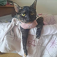 Honey Bunches joined the competition — help win amazing prizes! cat, tortoiseshell_cat, pet, animal, feline, sweater, pink, blanket, indoor, resting, cute, cozy, fur, paws, yellow_eyes, relaxed, bedroom, soft, comfort, domestic