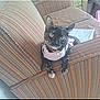 cat, tortoiseshell_cat, striped_couch, pink_sweater, pet, indoor, furniture, curious, animal, domestic, cozy, relaxed, looking, home, soft_lighting, sitting, cute, feline, ears, whiskers