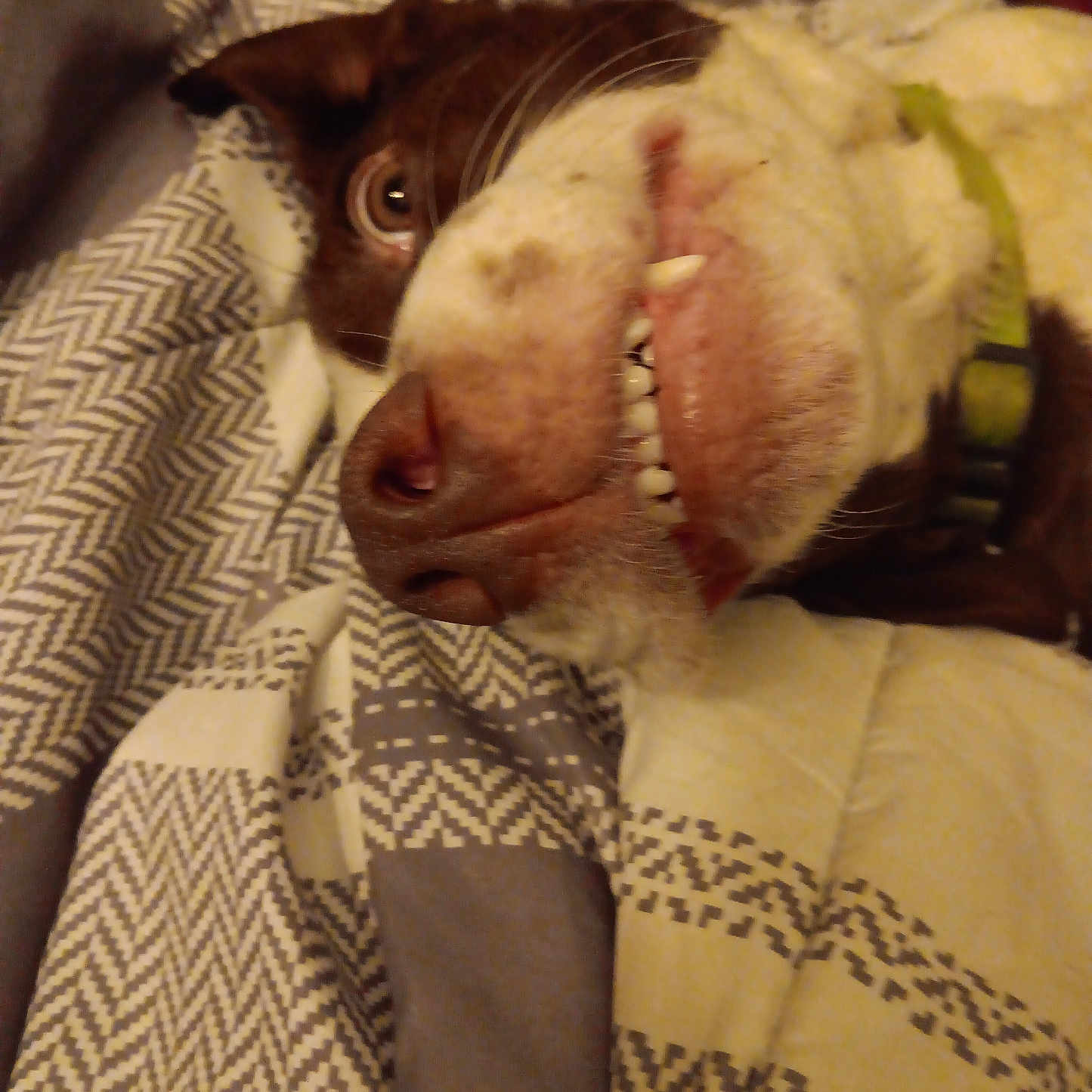 Maigge joined the competition — help win amazing prizes! animal, blanket, brown_and_white, close_up, collar, cozy, cute, dog, eye, fur, grin, indoor, lying_down, nose, patterned_blanket, pet, playful, resting, snout, teeth