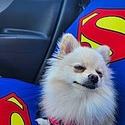 Chipie a rejoint le concours — aidez-le/la à gagner de superbes lots ! dog, fluffy, white, car_interior, superman_logo, seat_cover, pet, canine, closeup, small_dog, fur, cute, animal, sitting, indoors, car_seat, harness, funny_expression, relaxed, companion