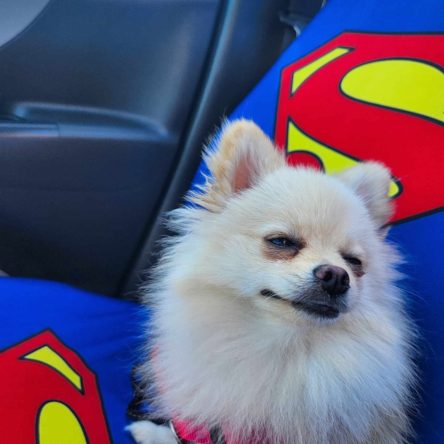 Chipie a rejoint le concours — aidez-le/la à gagner de superbes lots ! animal, canine, car_interior, car_seat, closeup, companion, cute, dog, fluffy, funny_expression, fur, harness, indoors, pet, relaxed, seat_cover, sitting, small_dog, superman_logo, white