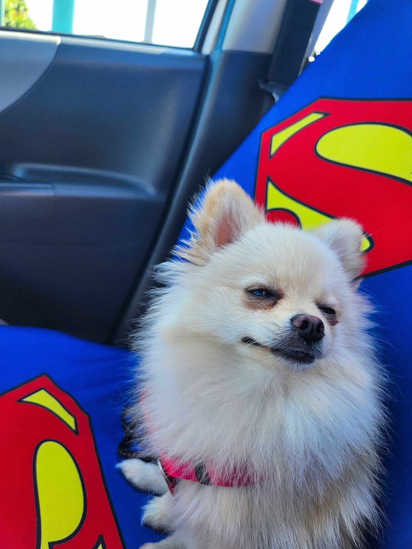 Chipie a rejoint le concours — aidez-le/la à gagner de superbes lots ! dog, fluffy, white, car_interior, superman_logo, seat_cover, pet, canine, closeup, small_dog, fur, cute, animal, sitting, indoors, car_seat, harness, funny_expression, relaxed, companion