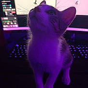Bandit a rejoint le concours — aidez-le/la à gagner de superbes lots ! cat, close_up, computer, curious, cute, domestic_animal, feline, glow, indoor, keyboard, kitten, low_light, monitor, pet, purple_light, screen, technology, technology_setup, whiskers, young_animal