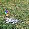 animal, cat, colorful, curious, cute, daylight, fur, grass, greenery, kitten, nature, outdoor, pet, pinwheel, playful, relaxing, small, summer, toy, young