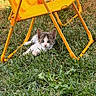 animal, cat, curious, cute, domestic_cat, feline, grass, greenery, kitten, nature, outdoor, pet, playful, relaxing, resting, small_animal, summer, sunlight, yellow_chair, young_cat
