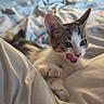 Bandit participe au concours pour gagner de l'argent avec cette photo : animal, bed, blanket, cat, cozy, cute, ears, fur, indoors, kitten, licking, paws, pet, playful, resting, soft_light, tabby, whiskers, white, young