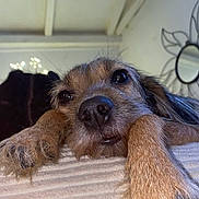 Bella participe au concours pour gagner de l'argent avec cette photo : dog, pet, scruffy, paws, nose, resting, close_up, indoor, mirror, ceiling, relaxed, adorable, fur, brown, soft_surface, home, decor, animal, cute, portrait
