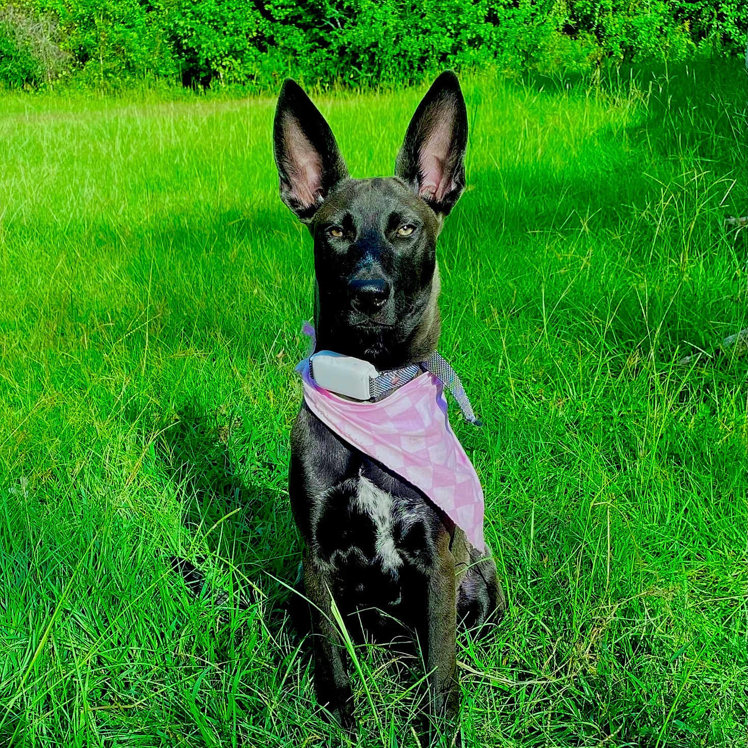 Mavis joined the competition — help win amazing prizes! accessories, animal, bulldog, canine, dog, field, frenchbulldog, grass, grassland, green, land, lawn, nature, outdoors, pet, plant, puppy, tree, vegetation, woodland