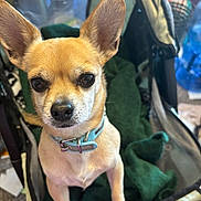 P-Nut is registered to the contest to win money with this photo: accessories, animal, beagle, canine, car, car_interior, carseat, chihuahua, dog, hound, leash, pet, puppy, strap, stroller, terrier, transportation, vehicle