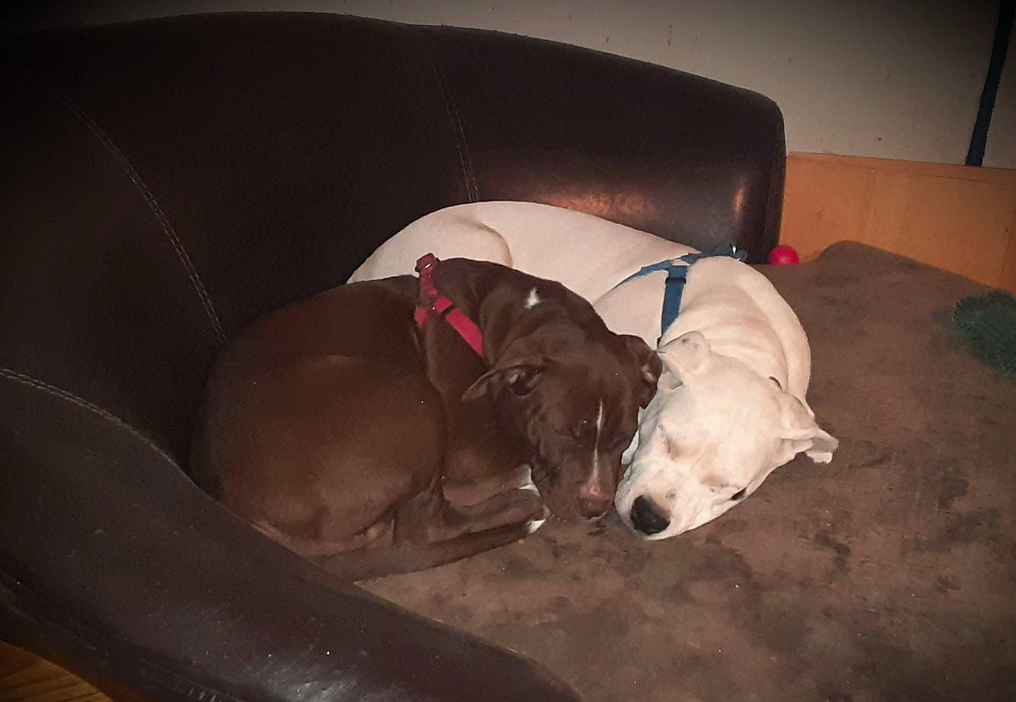 Zeus joined the competition — help win amazing prizes! canidae, carnivore, comfort, companion_dog, couch, dog, dog_breed, dog_supply, fawn, flooring, guard_dog, hardwood, liver, non_sporting_group, pet_supply, sleeper_chair, sporting_group, tail, terrestrial_animal, working_animal