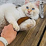 cat, blue_eyes, cream_fur, paw, human_hand, leaf, wooden_deck, bench, collar, whiskers, close_up, portrait, outdoor, playful, pet, fur, relaxing, watch, texture, interaction