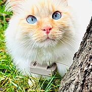 Billy a rejoint le concours — aidez-le/la à gagner de superbes lots ! cat, blue_eyes, fluffy, white_fur, orange_markings, whiskers, close_up, portrait, outdoor, grass, tree_bark, curious_expression, pink_nose, pet, mammal, nature, furry, paws, sitting, bright