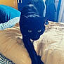 black_cat, cat, stretching, bed, blanket, pillow, indoor, furniture, domestic_animal, pet, yellow_blanket, patterned_sheets, cozy, sleeping_area, animal, cute, whiskers, fur, claw, relaxation